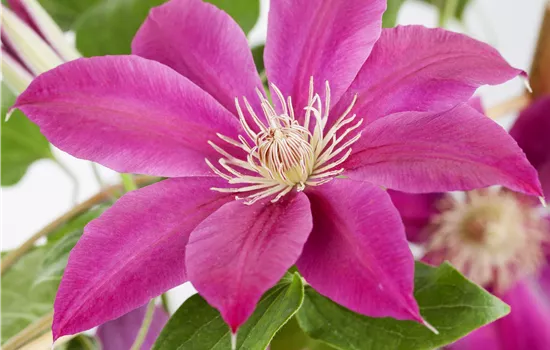 Clematis hybrid 'Comtesse de Bouchaud' 