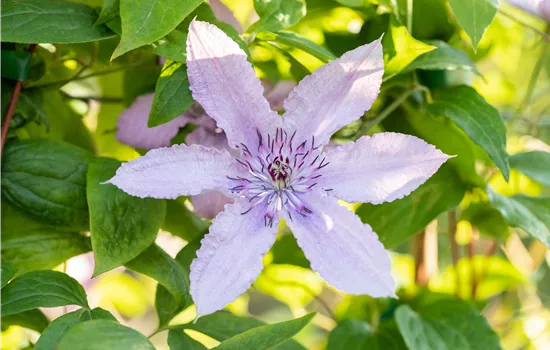 Clematis hybrid 'Hagley Hybrid' 