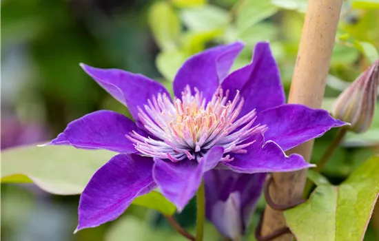 Clematis hybrid 'Multi Blue' 