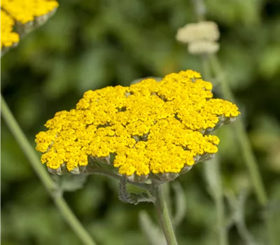 Achillea filipendulina 'Coronation Gold' Achillea filipendulina 'Coronation Gold'