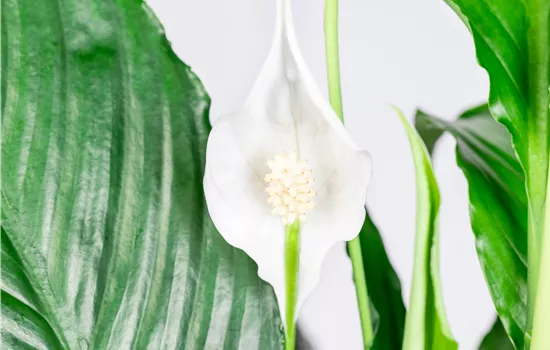 Spathiphyllum Sweet Chico