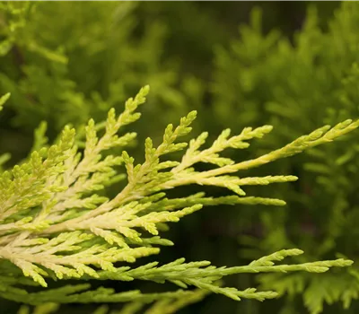Cupressocyparis leylandii 'Gold Rider' Cupressocyparis leylandii 'Gold Rider'