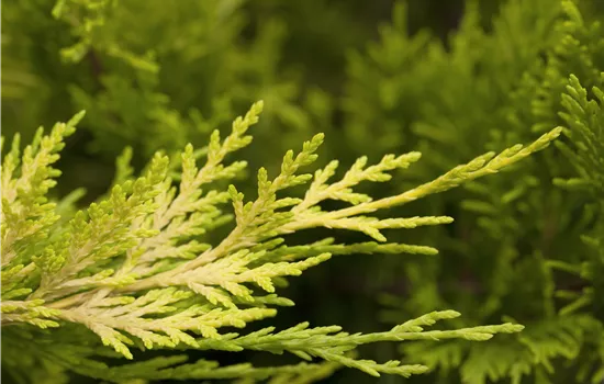 Cupressocyparis leylandii 'Gold Rider'