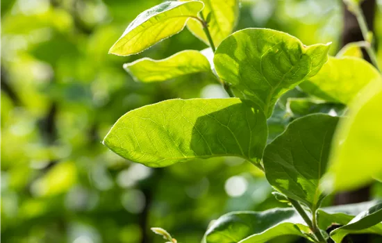 Cydonia oblonga 'Cydora Robusta'