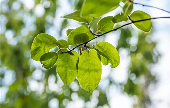 Cydonia oblonga 'Vranja'