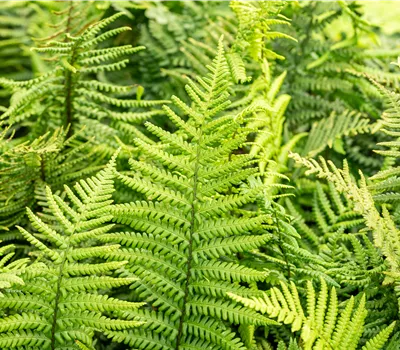 Dryopteris affinis Dryopteris affinis