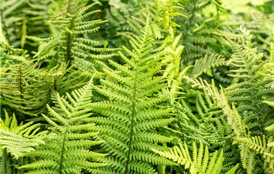 Dryopteris affinis