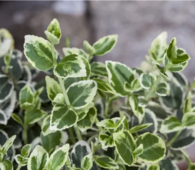 Euonymus fortunei 'Emerald Gaiety' Euonymus fortunei 'Emerald Gaiety'