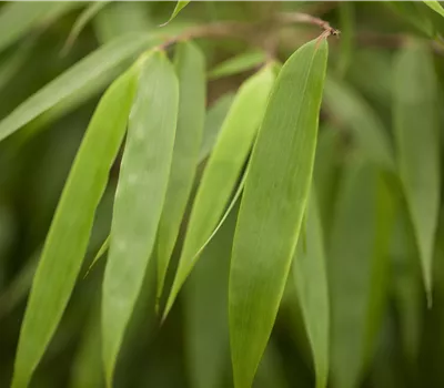 Fargesia murielae 'Rufa' Fargesia murielae 'Rufa'
