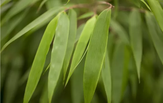 Fargesia murielae 'Rufa'